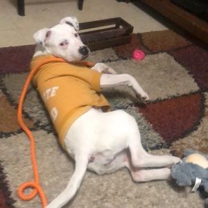 Meet your Posher, Boy Mama